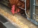 Weniger Hennen in Kfighaltung 