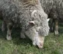Landeswettbewerb zur artgerechten Tierhaltung 2008 richtet sich an Schafhalter