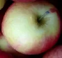 Durchschnittliche Apfelernte erwartet