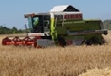 Schleswig-Holstein: Anbaufläche für Getreide hat zugenommen