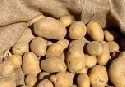 Die aktuelle Lage auf dem Kartoffelmarkt