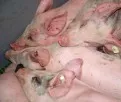 Abbau der Schweinebestnde in Dnemark setzt sich fort