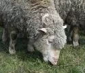 EU-Schafmarkt rcklufig