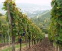 Qualitätssicherung für den Weinbaubetrieb 