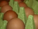 Eierproduktion in der EU rcklufig
