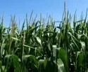 Mais liefert Strom und bindet Kohlendioxid