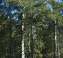 Bayerns Waldflche hat weiter zugenommen