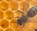 Wieder mehr Imker in Brandenburg - Zahl der Bienenvlker gestiegen 