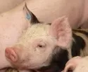 Schweinemast