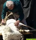 Schafe, Mher und Kartoffeln: Erste Agrarausbildungsmesse im Land
