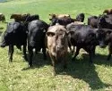 Rinderhalter leben gefhrlich - Jhrlich Tausende Unflle