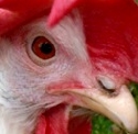 Neue Verordnung zu Vogelgrippe-Schutzmaßnahmen in Spanien