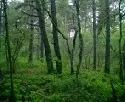 Waldflche in EU-Staaten nimmt zu - Erben fllen weniger Bume