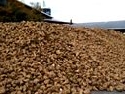 Spitzenergebnis bei Zuckerrübenernte - Bauern fürchten aber Minus