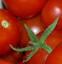 Tomatenverarbeitung