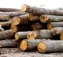 Holzheizungs-Hersteller: Landwirte sollen Wlder anbauen