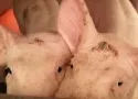 70 Menschen in China durch Innereien gedopter Schweine erkrankt