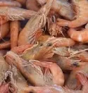 WWF fordert Einschrnkung der Krabbenfischerei - schdlicher Beifang