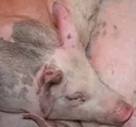 Schweinepreis bleibt stabil