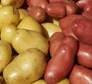 57.000 Unterschriften gegen Anbau von Gen-Kartoffeln gesammelt 