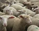 Landesweiter Schafmarkt in Husum beginnt