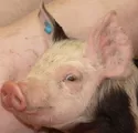 Schweinemastanlage