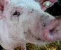 Bezeichnung Schweinegrippe