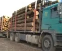 Ausfuhr von Buchenrohholz sinkt
