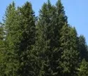 Bundeswaldgesetz