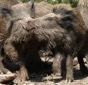 Wildschweinjagd