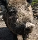 Schweinepest bei Wildschweinen