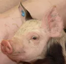 Erstmals seit Jahrzehnten Trichinellen bei Hausschwein gefunden
