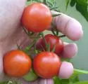 Tomatenpflege 
