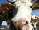 Neugierige Kuh