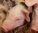 Schweinemastanlage in Meseberg