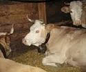 sterreichs Bauernvertretung prsentierte Milch-Forderungskatalog in Straburg