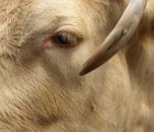 16. FREILAND-Tagung: Die Zukunft der Rinder ist hornlos