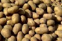 Kartoffelernte überzeugt bei Ertrag und Qualität