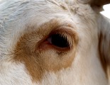 Tierbeurteilung: Ein sicheres Auge für schöne Kühe