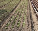 Fast sechs Prozent mehr Gemüseanbaufläche in Sachsen