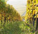 Erwerb Weinbaubetrieb gegen Kaufpreisrente