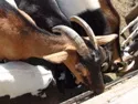 Niederlande beginnen mit Massenttung von Ziegen