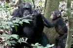 Schimpansen Jungtiere