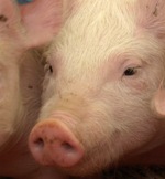 Deutscher Lebendexport Schweine: Neue Märkte im Osten erschlossen