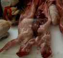 Handelskette verbannt Kaninchen wegen Tierschutzes