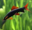 Fische sind gefhllos: Freispruch fr tdlichen TV-Tierversuch 