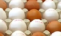 BUND fordert Kennzeichnung der Haltungsform auch auf Eier-Produkten 