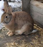 Grüne fordern Freilandhaltung für Kaninchen