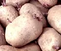 Turbo-Zchtung schafft Super-Kartoffel