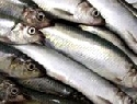 EFSA bewertet Parasiten bei Fisch 